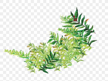 green leaves illustration, Leaf Cartoon Comics, Cartoon painted green leaves, watercolor Painting, c