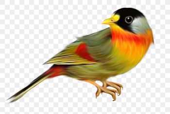 Domestic canary Bird Finches Tanager Sparrow, Bird, animals, songbird png