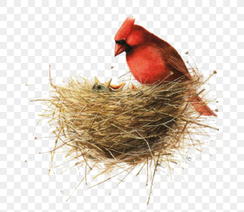 red parrot on nest, Bird Painting Drawing Illustration, Bird's Nest, watercolor Painting, animals pn