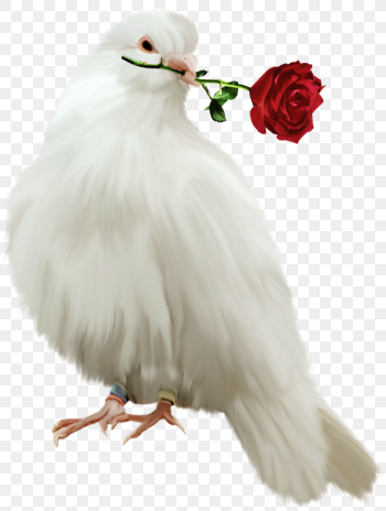 Bird Red turtle dove Parrot, Painted Dove with Red Rose Free, white pigeon holding red rose flower i