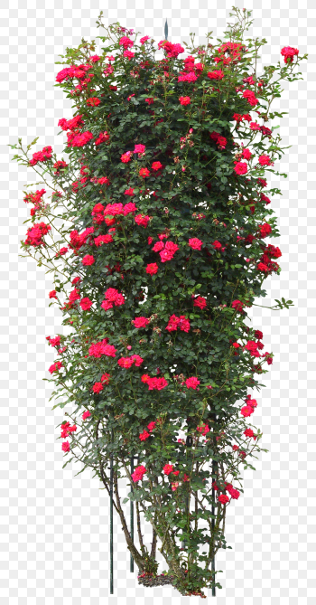 red petaled flowers, Quercus suber Tree Plant Rose, bushes, branch, christmas Decoration png