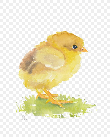 chick water paint illustration, Watercolor painting Chicken Art, chick, animals, galliformes png