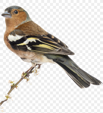 Common chaffinch Bird House Sparrow graphy, latin, animals, fauna png
